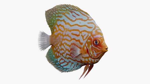 modelo 3d Criatura acuática del pez disco - TurboSquid 2323175