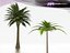 (2) D2.C1.25 Coco chileno, Coco chileno / Manila Palm-Palma de manila