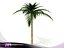 (2) D2.C1.25 Coco chileno, Coco chileno / Manila Palm-Palma de manila