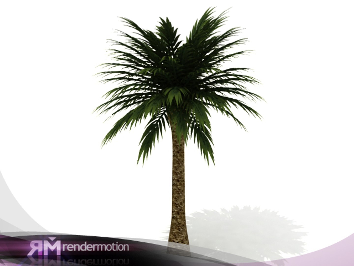 2 d2 c1 25 3d max https://p.turbosquid.com/ts-thumb/bs/b3fGav/rxOoeDlB/palmeragrande_vray/jpg/1295555072/1920x1080/fit_q87/0b47d7fdaede63fc40d5149fcdcdfeed273f6999/palmeragrande_vray.jpg