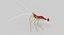 cleaner shrimp 3d model