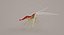 cleaner shrimp 3d model