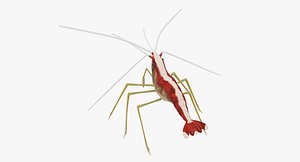 cleaner shrimp 3d model