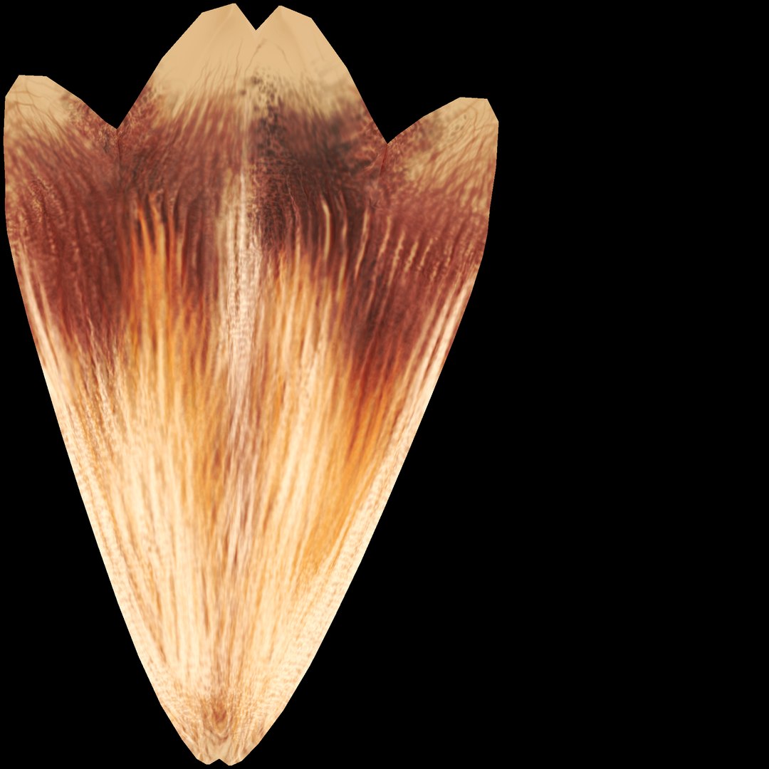 shonisaurus aquatic reptile 3D model https://p.turbosquid.com/ts-thumb/bt/18iOXF/calHip3C/xiao_ni_long_ya_c_2k/jpg/1501635115/1920x1080/fit_q87/ea6485c4e1fdba989ce7f0b8e935e7c9238e7eb8/xiao_ni_long_ya_c_2k.jpg