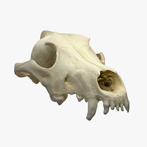 Skull - Wolf