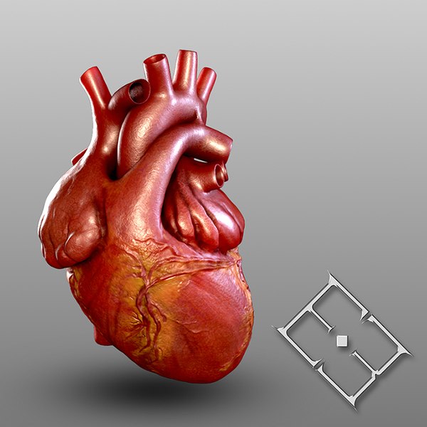 Human Heart 3d Model 