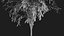 3D Tree 05