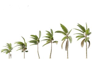 Acanthophoenix crinita - White Barbel Palm 02 3D model