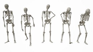 standing poses low-poly skeletons model