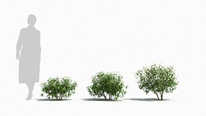Ervatamia tree 3D model