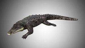 3D crocodile alligator