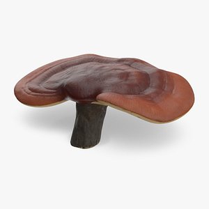 Reishi Mushroom Red 3D model