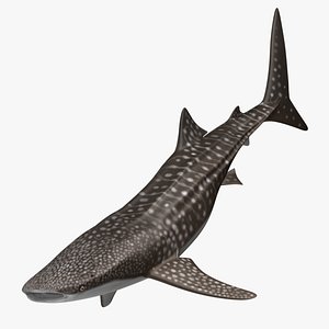 obj rhincodon typus whale shark