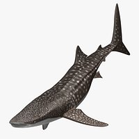 Rhincodon Typus 'Whale Shark'