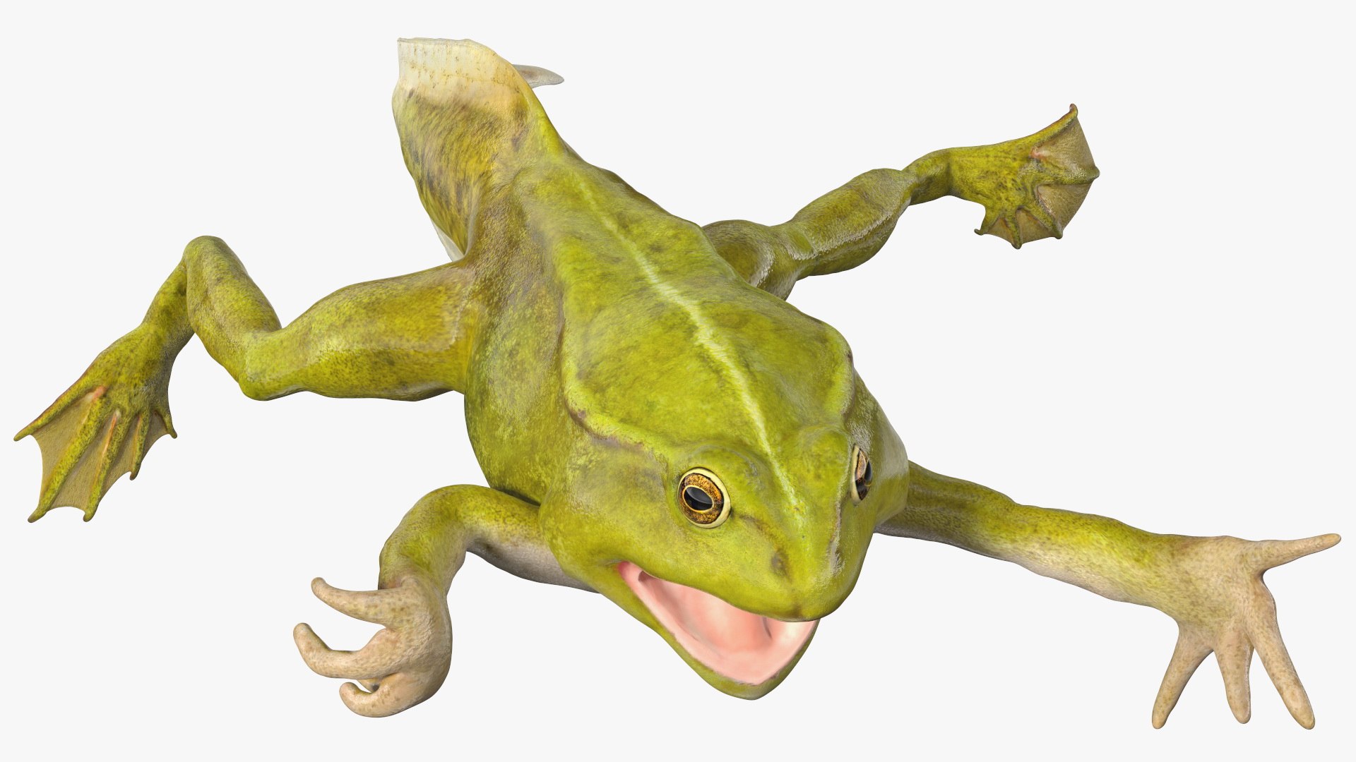 Tadpole with Four Legs Rigged for Modo 3D model preview