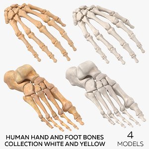 Human Hand and Foot Bones Collection White and Yellow - 4 models