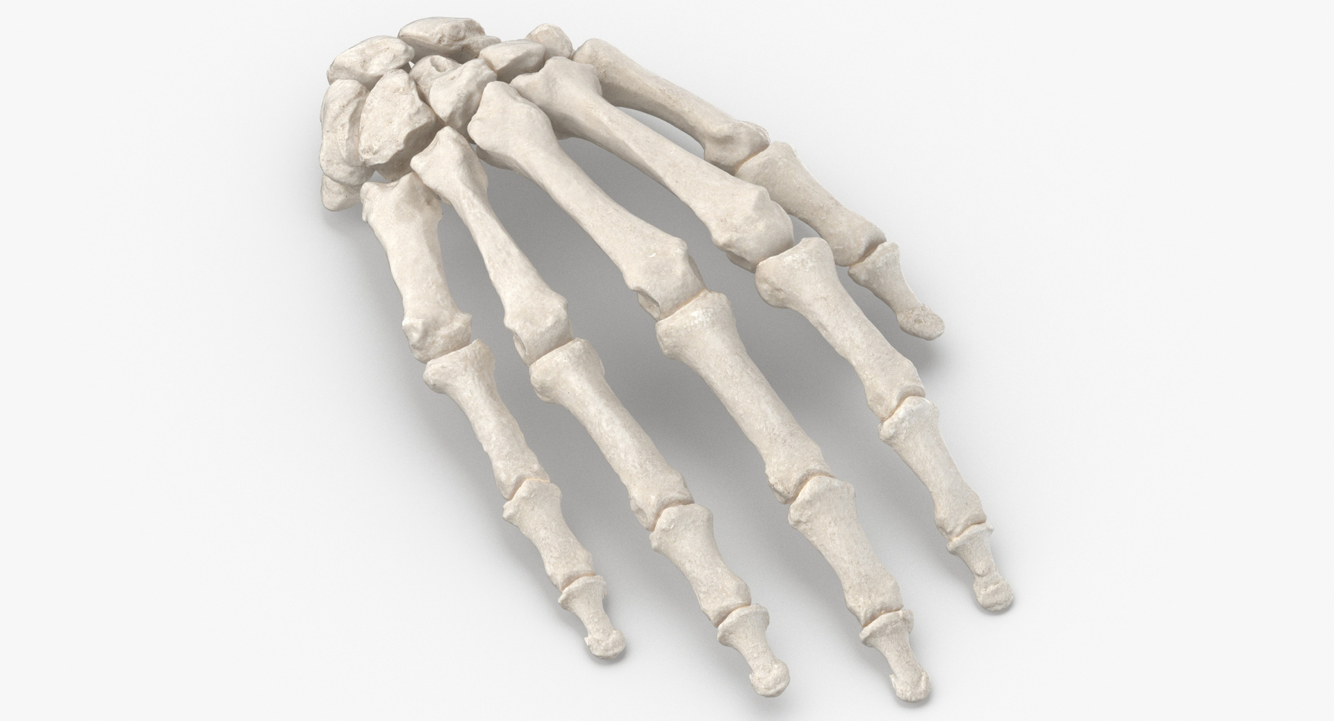 Human Hand and Foot Bones Collection Weiร und Gelb Biology Diagrams