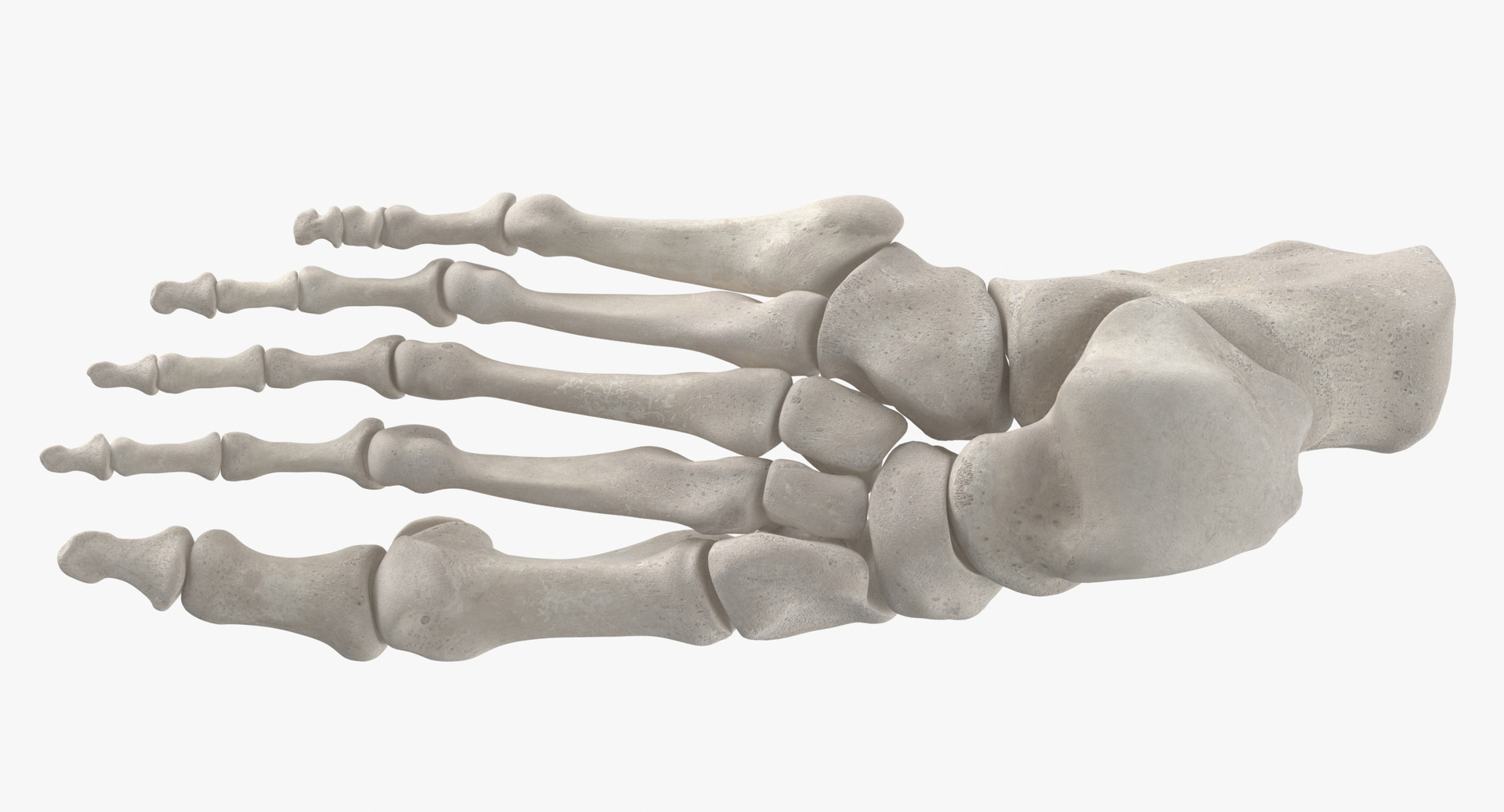 Human Hand and Foot Bones Collection White and Yellow - 4 models 3D ...