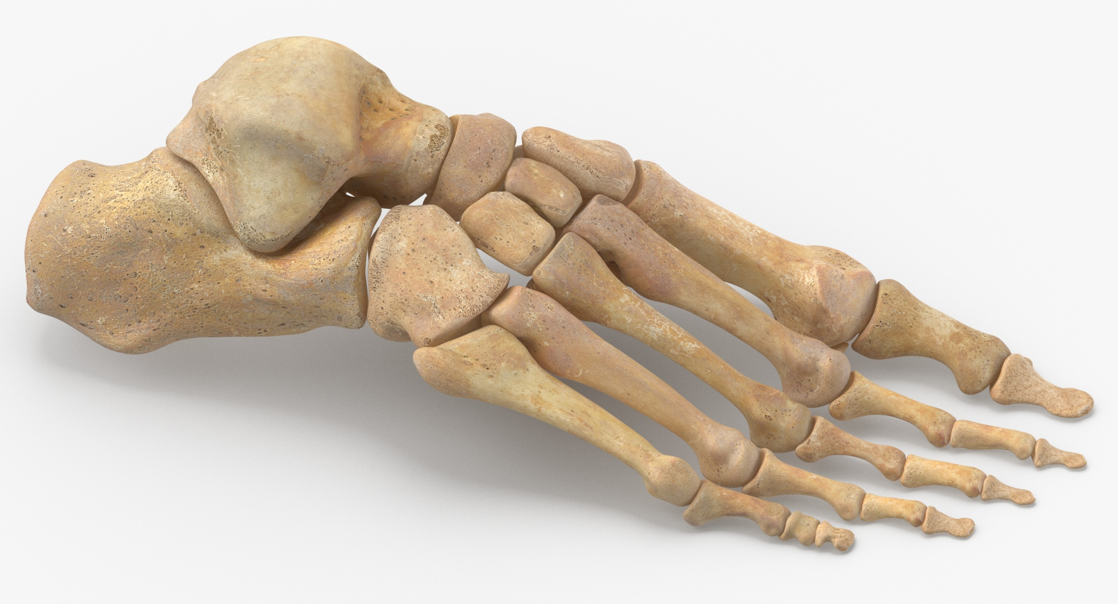 Human Hand and Foot Bones Collection Weiß und Gelb - 4 Modelle 3D