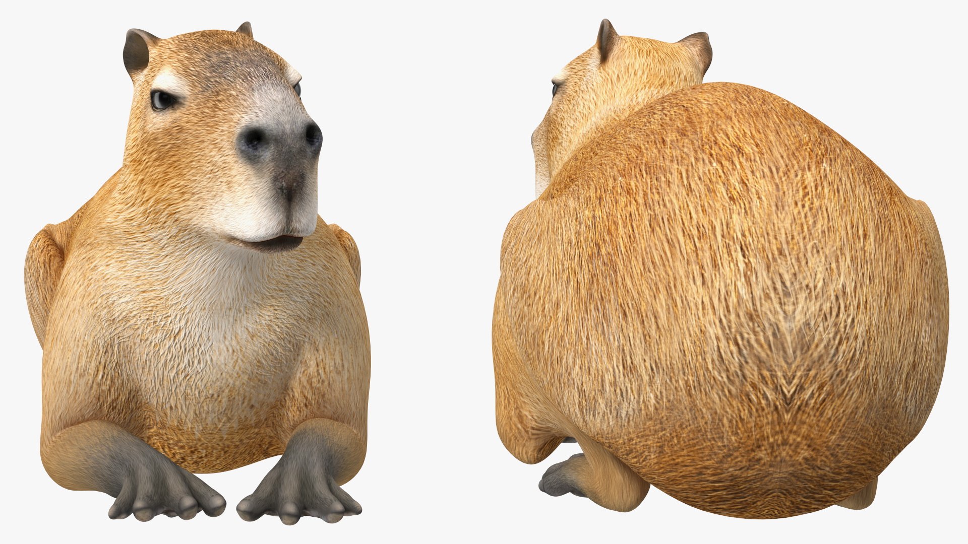 Capybara - Download Free 3D model by Rectus (@rectus) [445b5a9]