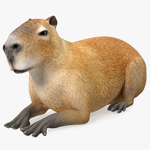 Capybara Lying Pose