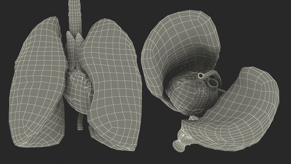 3D Female Anatomy Lungs and Heart model - TurboSquid 1849824