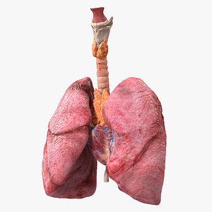 3D Female Anatomy Lungs and Heart model
