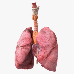 Female Anatomy Lungs and Heart