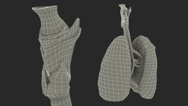 3D Female Anatomy Lungs and Heart model - TurboSquid 1849824