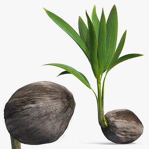 Coconut Seedling with Young Palm Leaves Plant Fur
