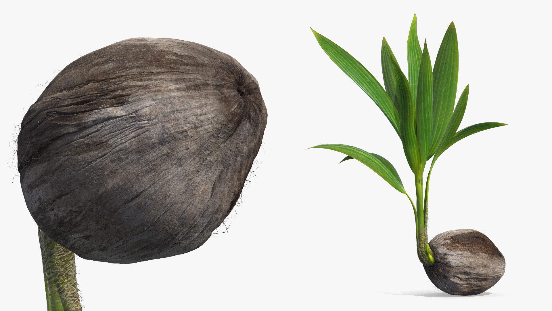 Coconut Seedling with Young Palm Leaves Plant Fur 3D model preview