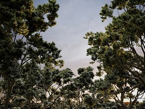 HeliosVegetation vol2 - Eucalyptus9 CoronaVray 3D model