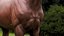 Caballo Marrón