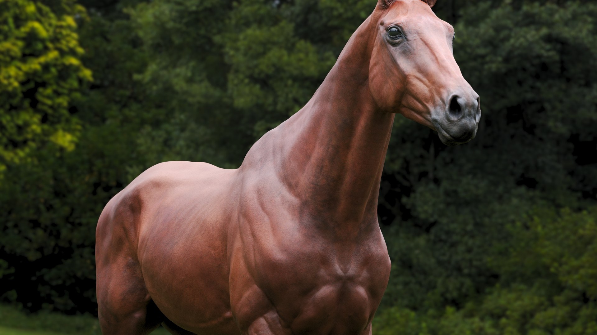 3D model animal horse mammal https://p.turbosquid.com/ts-thumb/bu/6TN1y7/1f/4/jpg/1614542151/1920x1080/fit_q87/9a08808d7e36d417ef3b0e7e29b22688ddf0ac06/4.jpg