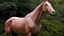 Caballo Marrón