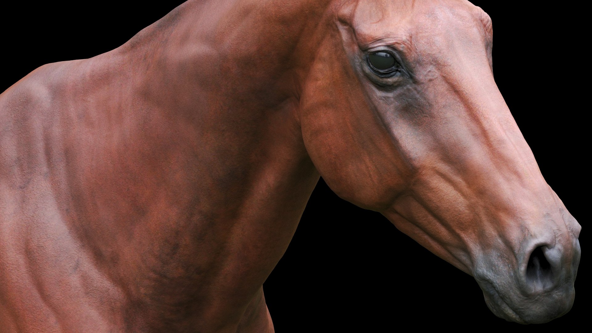 3D model animal horse mammal https://p.turbosquid.com/ts-thumb/bu/6TN1y7/5r/6_1/jpg/1614542181/1920x1080/fit_q87/7713d253acddb74969fa5e83c7d9b401940b7c27/6_1.jpg