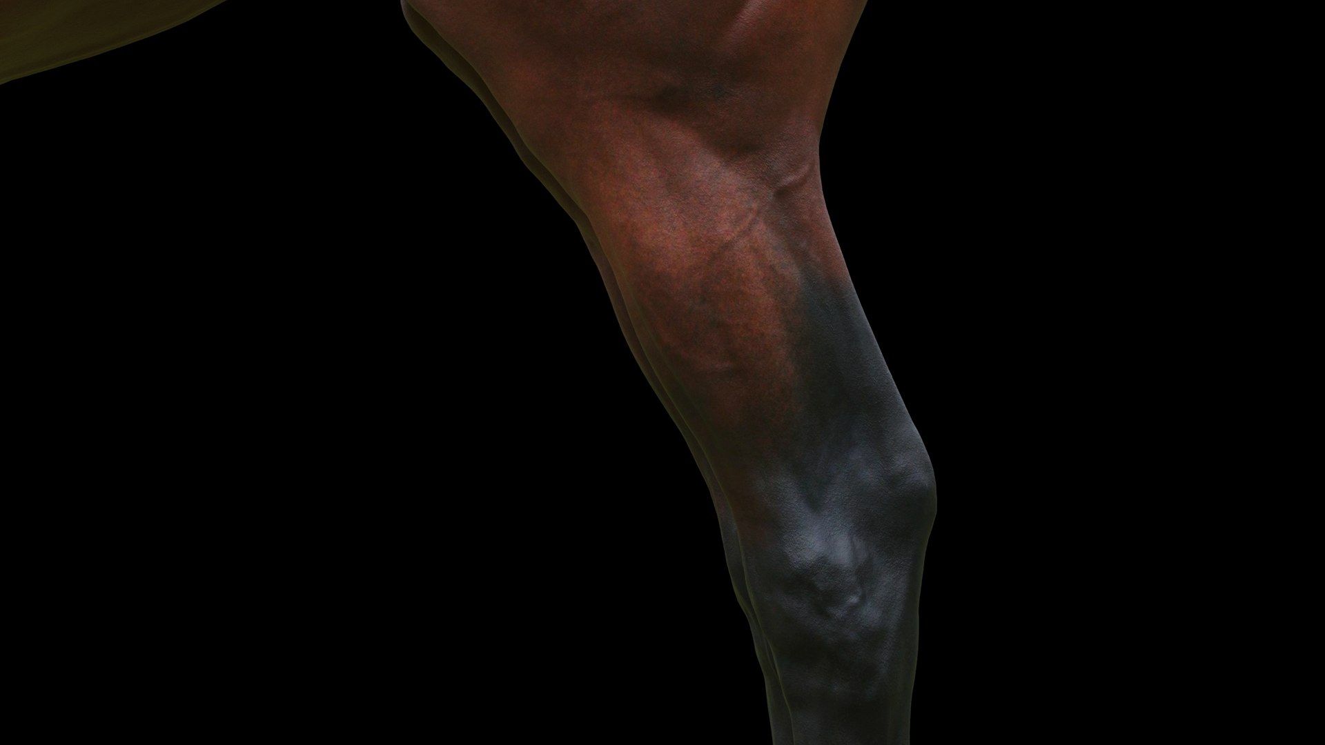 3D model animal horse mammal https://p.turbosquid.com/ts-thumb/bu/6TN1y7/CY/q16/jpg/1614542486/1920x1080/fit_q87/405261bc1ca52298d6fa1adf786f13ba3fcec14a/q16.jpg