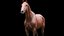Caballo Marrón