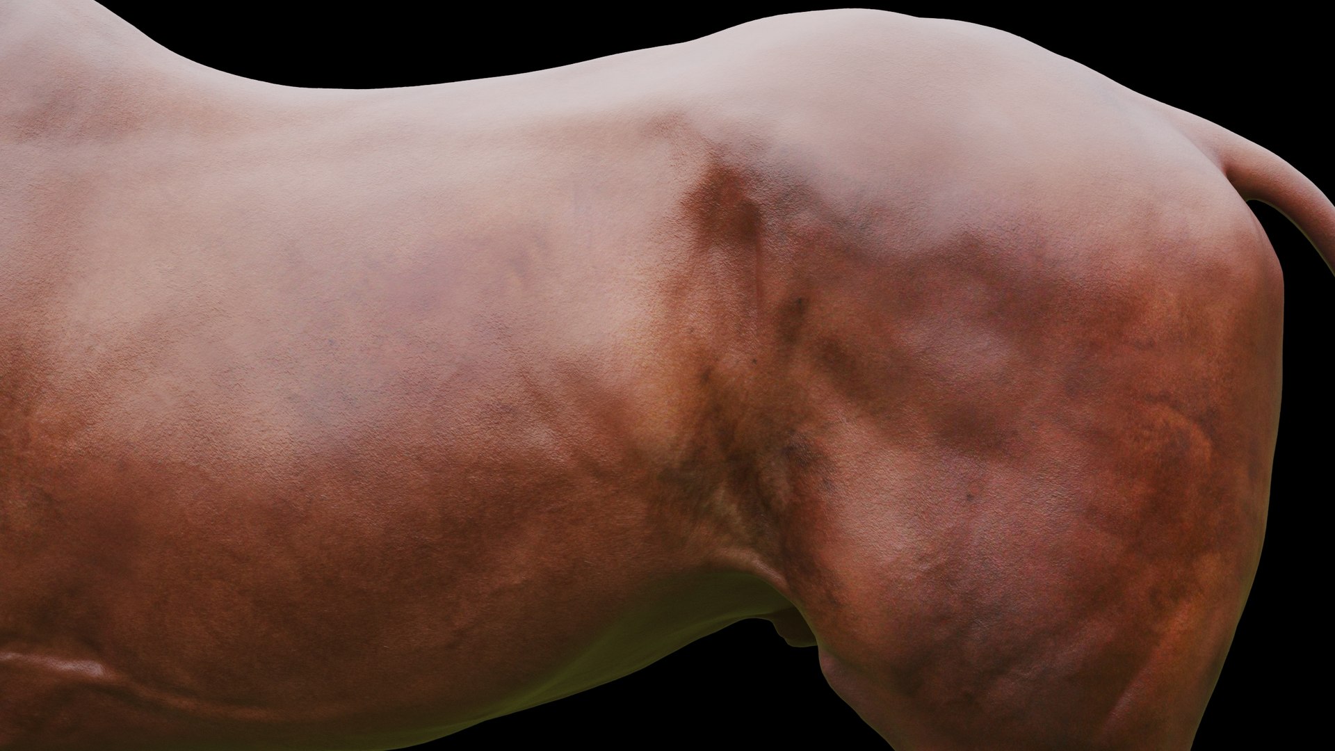 3D model animal horse mammal https://p.turbosquid.com/ts-thumb/bu/6TN1y7/NH/q13/jpg/1614542432/1920x1080/fit_q87/ba6dc6c4bd7ef17116035fa063b98d3ee0201c1e/q13.jpg
