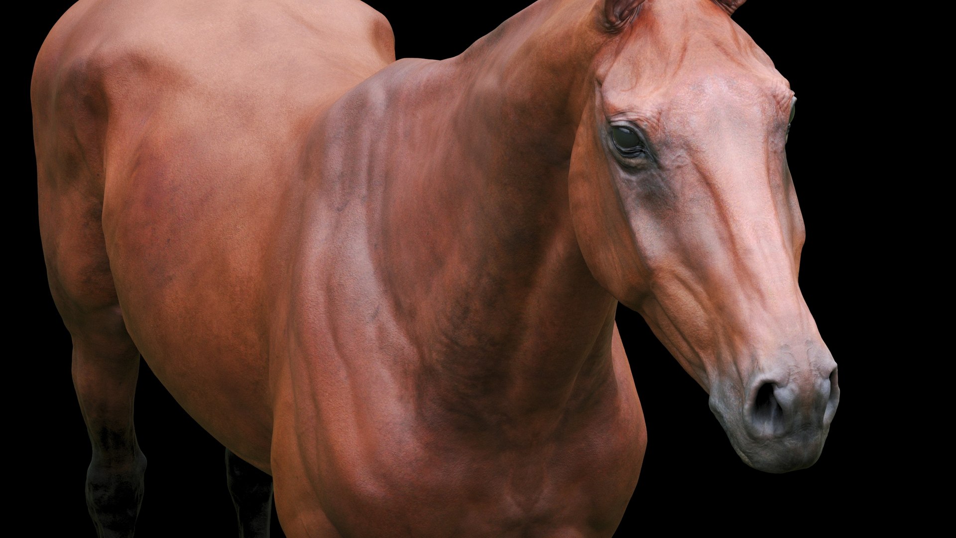 3D model animal horse mammal https://p.turbosquid.com/ts-thumb/bu/6TN1y7/PY/6_3/jpg/1614542181/1920x1080/fit_q87/e1d7c13977945e52dc1a7a972346af80c6e89c80/6_3.jpg