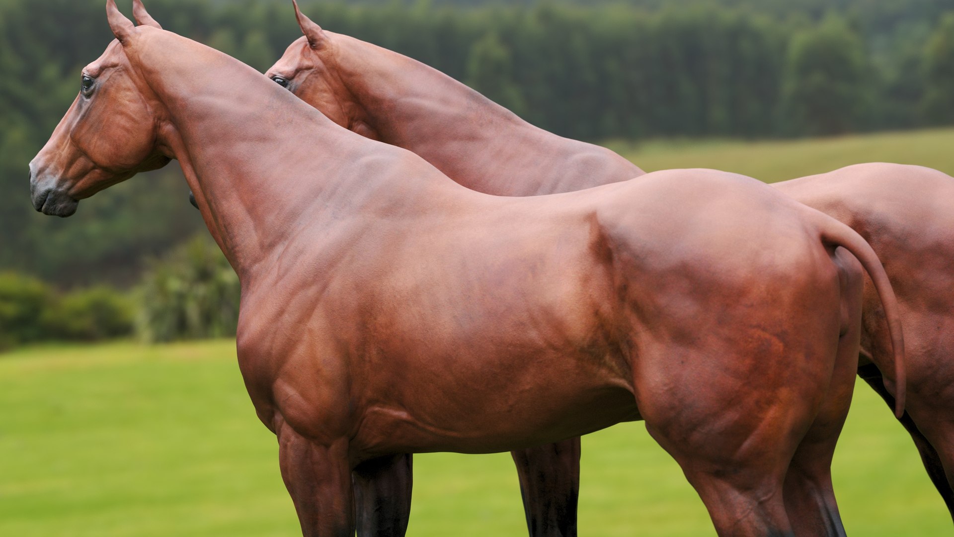 3D model animal horse mammal https://p.turbosquid.com/ts-thumb/bu/6TN1y7/SD/12/jpg/1614542240/1920x1080/fit_q87/1fa5aeff892eec04d30d4623170371e1e3aab8b6/12.jpg