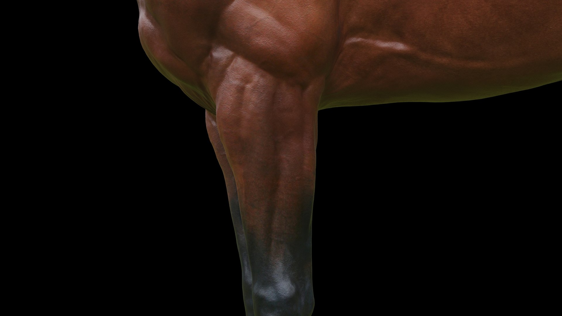 3D model animal horse mammal https://p.turbosquid.com/ts-thumb/bu/6TN1y7/X0/q12/jpg/1614542432/1920x1080/fit_q87/b958e2cb02e3ecbbfbe1f0387fdae47292dedde4/q12.jpg