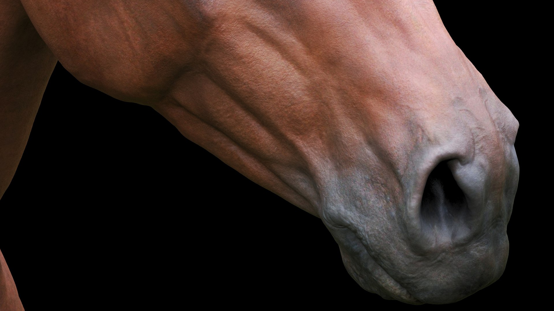 3D model animal horse mammal https://p.turbosquid.com/ts-thumb/bu/6TN1y7/a5/6_2/jpg/1614542180/1920x1080/fit_q87/fb87ea13b6f6d22ebd43475848fcef415677829f/6_2.jpg