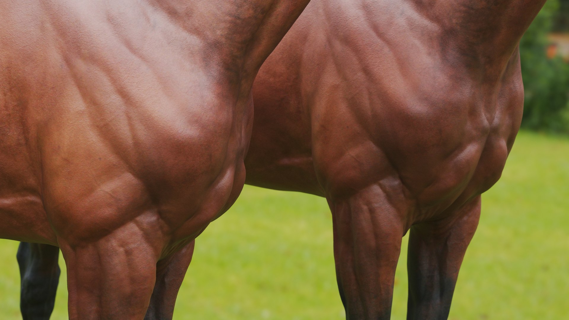 3D model animal horse mammal https://p.turbosquid.com/ts-thumb/bu/6TN1y7/f6/q17/jpg/1614542481/1920x1080/fit_q87/830e6d8206de611326c63c0aceaaafcd24130bef/q17.jpg