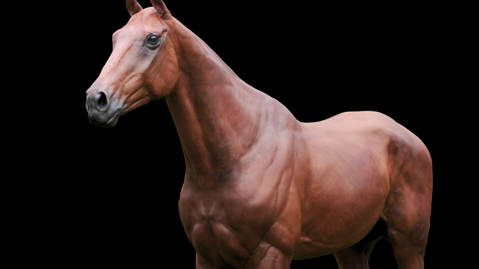 3D model animal horse mammal https://p.turbosquid.com/ts-thumb/bu/6TN1y7/hs/9/jpg/1614542213/1920x1080/fit_q87/3dfa66b31ecec429adf570b5790d8a97d247926f/9.jpg