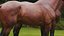 Caballo Marrón