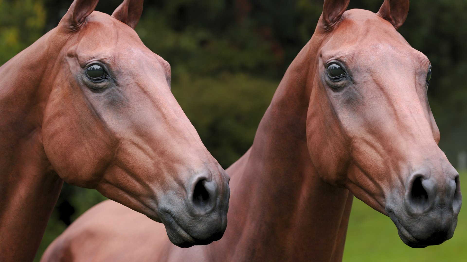 3D model animal horse mammal https://p.turbosquid.com/ts-thumb/bu/6TN1y7/v7/21/jpg/1614542275/1920x1080/fit_q87/9b51219c24678121e400c2f5739287e58717a4b3/21.jpg