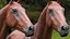 Caballo Marrón