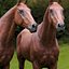 Caballo Marrón