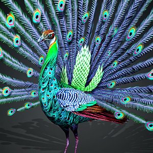 Peacock-A3 3D model